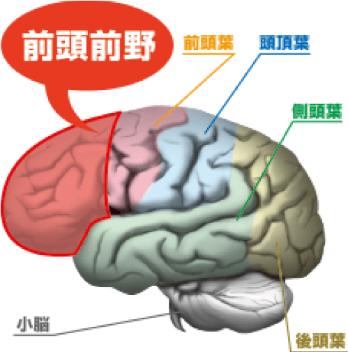 脳の司令塔「前頭前野」1